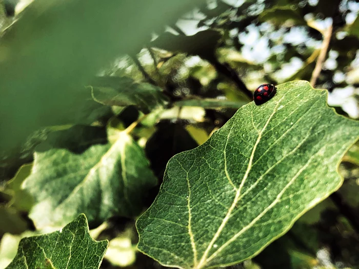 Ladybug - My, ladybug, Summer, Mobile photography, The photo