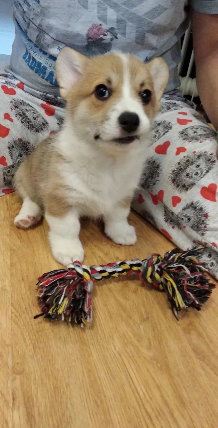 What's happening? - Dog, Puppies, Welsh corgi pembroke, Corgi, Pets