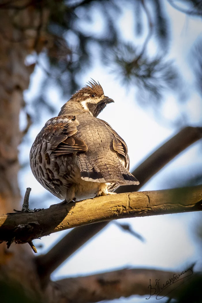 Birds in the vicinity of Vyborg 11 - My, Nikon, The photo, Birds, Longpost