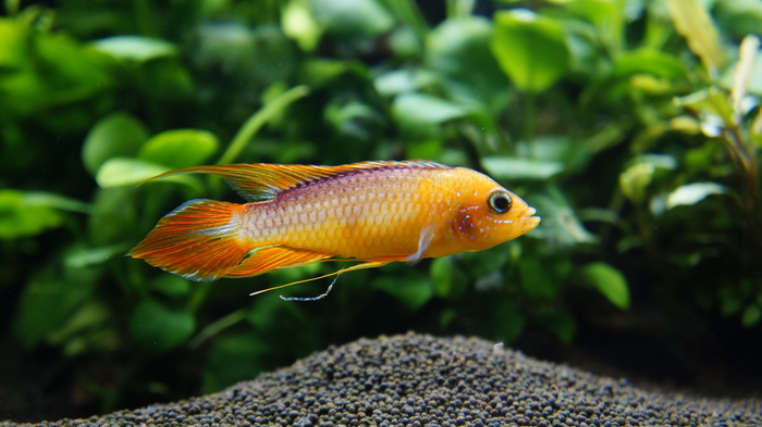 Apistogramma Agassizii Fire Red