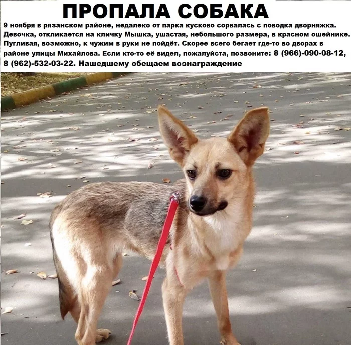 Help me find a friend - My, Dog, Moscow, Ryazansky Prospekt, Lost, Search, Longpost, No rating, The dog is missing