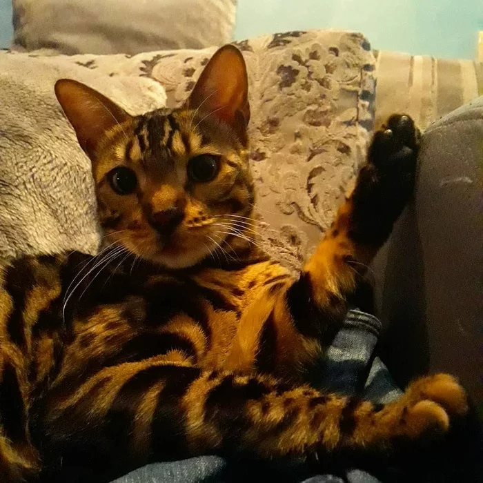 Hello everyone from Leon!!! - My, cat, Pets, Bengal cat, Bengal cat
