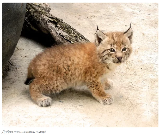 Gadget and Chip: our lynxes are having children again! - Animals, Lynx, Moscow Zoo, Informative, Yandex Zen, Video, Longpost, Small cats, Lynx