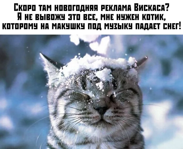 And not this is all... - cat, Snow, New Year, Mood, Whiskas, Picture with text