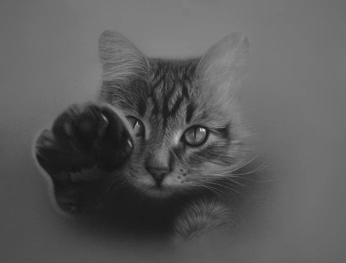 Animal portrait in pencil - My, Drawing, Pencil drawing, Portrait, Art, Animalistics, cat, Animals, Photorealism
