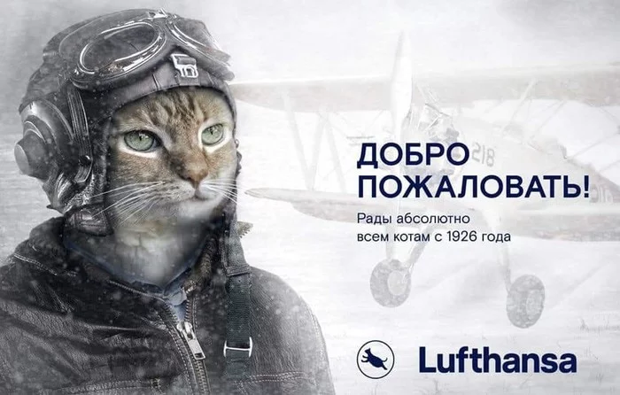 Lufthansa - Fat cats, Lufthansa, Images, Aeroflot, cat
