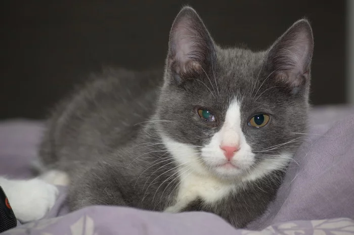Kittens are looking for caring owners - My, Kittens, In good hands, Longpost, cat, Balashikha, Moscow, No rating
