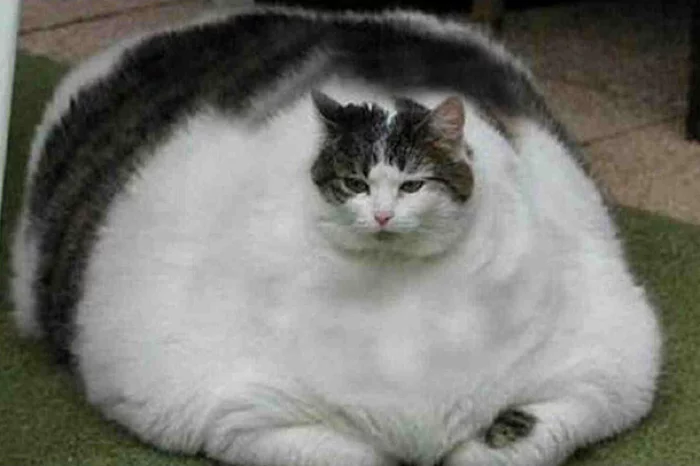 The heaviest cat - Animals, cat, Pets