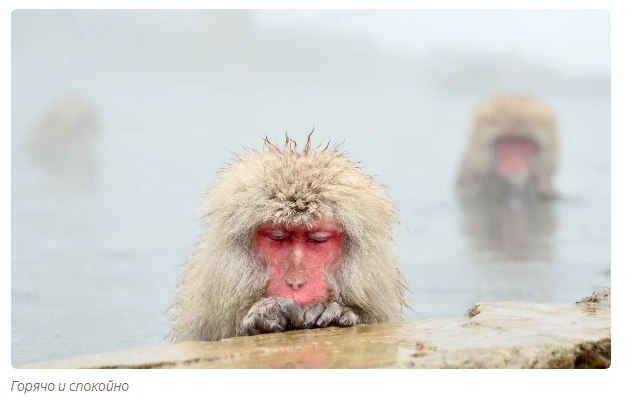 Orange: the affectionate king of the monkeys. - Animals, Toque, Moscow Zoo, Informative, Yandex Zen, Video, Longpost, Japanese macaque