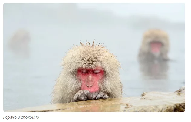 Orange: the affectionate king of the monkeys. - Animals, Toque, Moscow Zoo, Informative, Yandex Zen, Video, Longpost, Japanese macaque