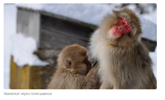 Orange: the affectionate king of the monkeys. - Animals, Toque, Moscow Zoo, Informative, Yandex Zen, Video, Longpost, Japanese macaque