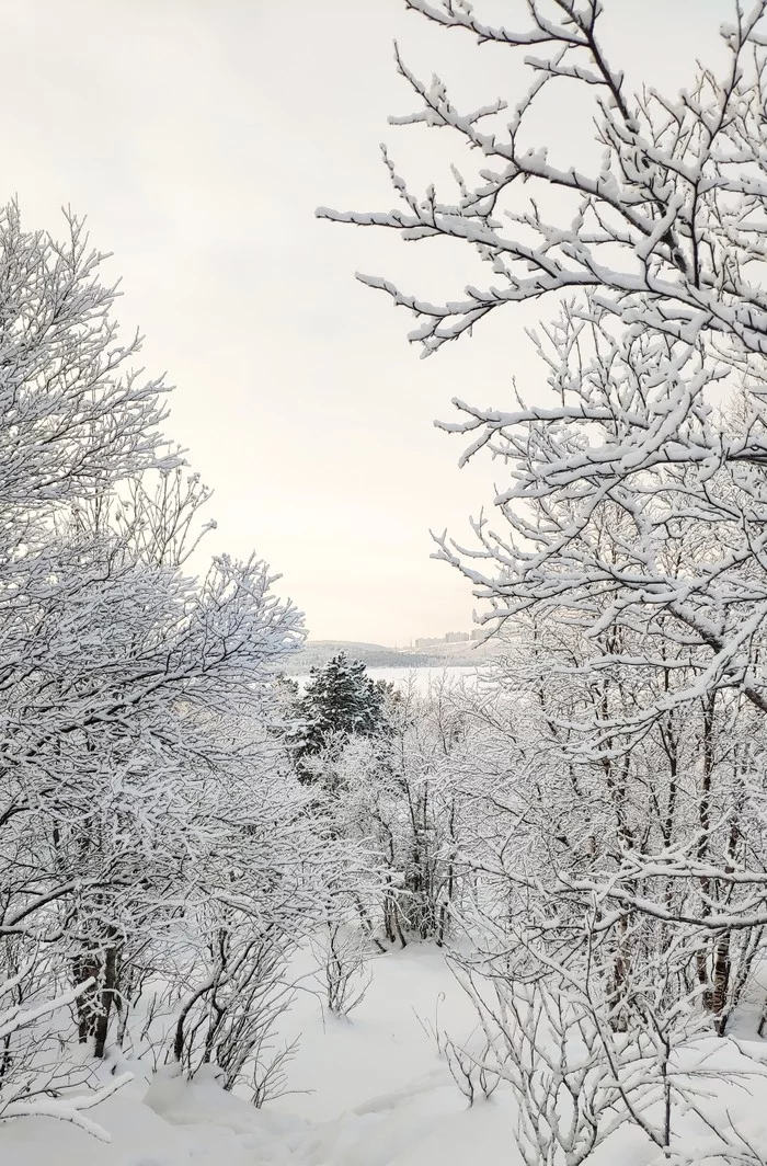 November frosty day - My, Forest, Winter, Nature, Landscape, Murmansk, Arctic, Longpost