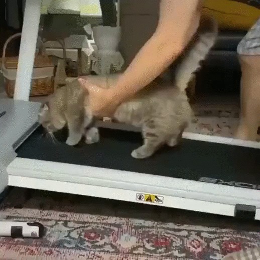 Когда спорт - это не твое Кот, Манчкин, Котомафия, Домашние животные, Тренажер, Беговая дорожка, Лень, Гифка