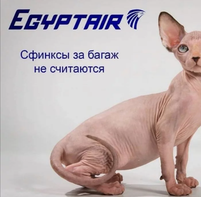 Fly with your cats without problems - cat, Fat cats, Aviation, Longpost