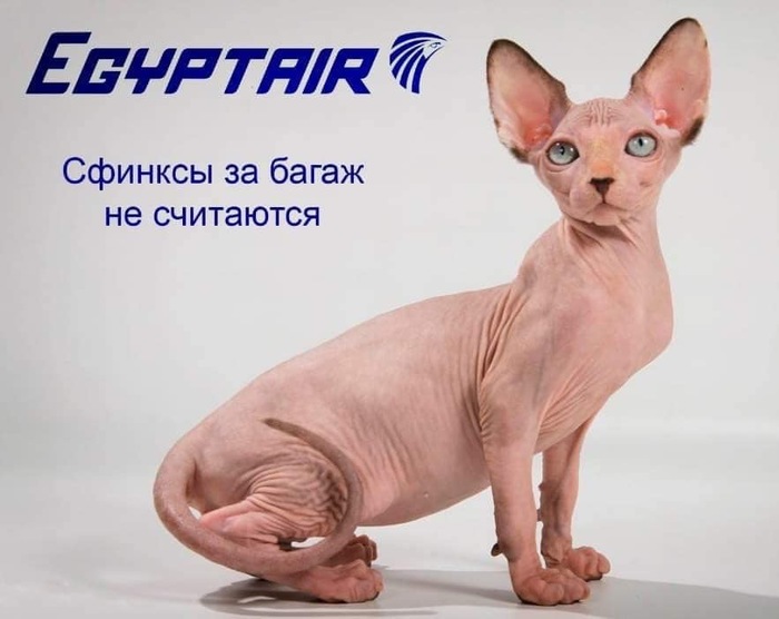 Всегда котов! | Пикабу