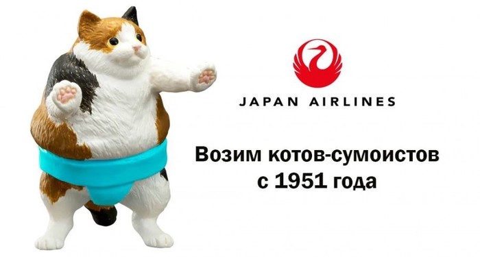 Всегда котов! | Пикабу