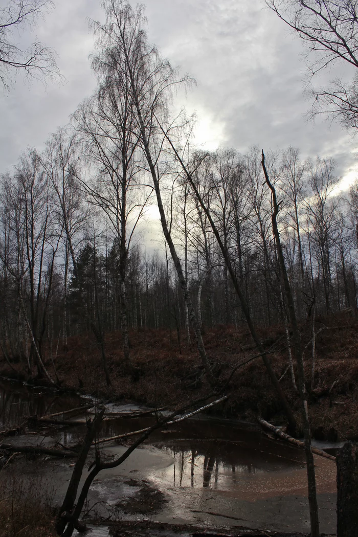 Orienteering training - My, Orientation, Compass, Cards, Forest, Nature, Relaxation, Education, Got lost