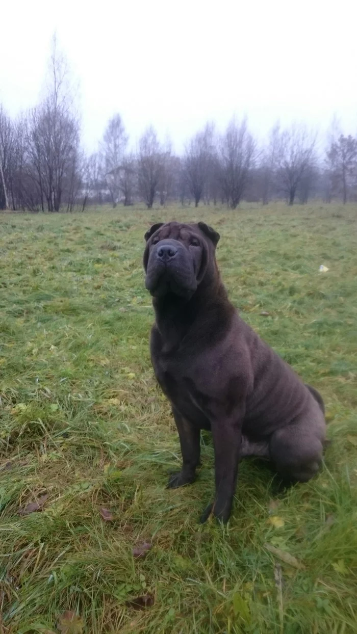 Little Klaus - My, Dog, Shar Pei, Klaus, Pets, Friend of human