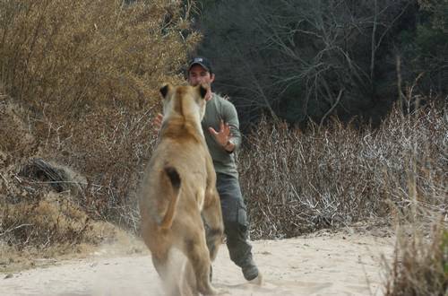 Do not be afraid ! They'll just play! :3 - a lion, Lioness, Big cats, Kevin Richardson, friendship, GIF, Longpost, Animal games, South Africa