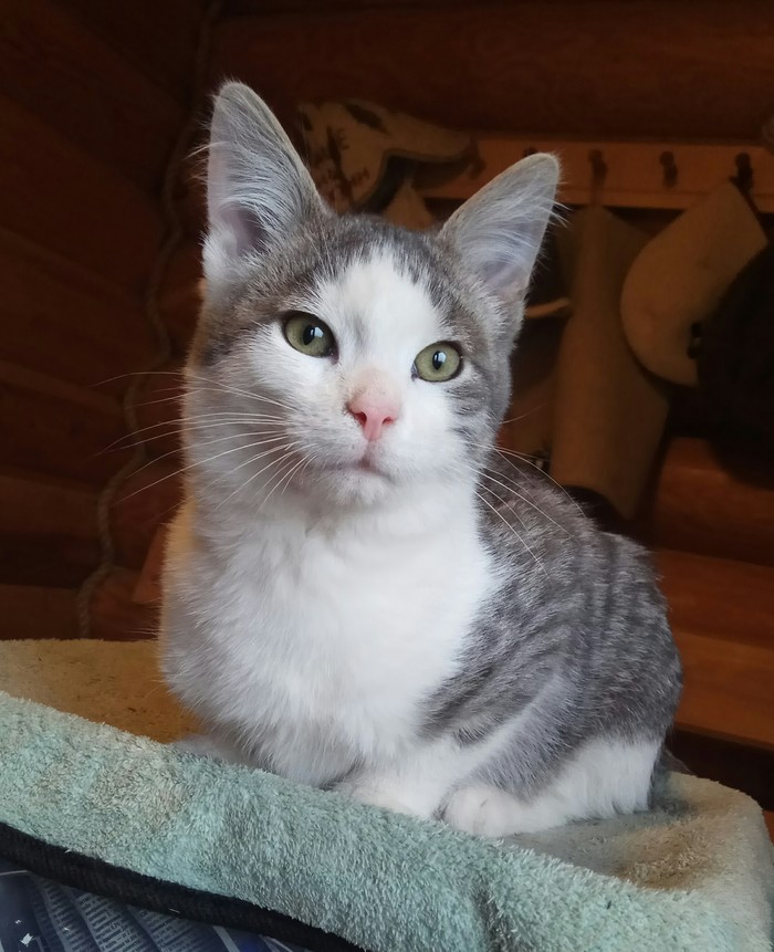 взрослый кот в добрые руки. дмитров котята в добрые руки. отдам в добрые руки. животные в дмитровском районе. в добрые руки дмитров.