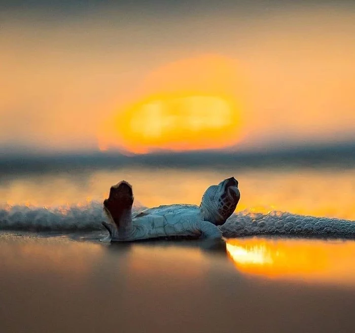 Relax) - Ocean, Nature, Turtle, Sunset