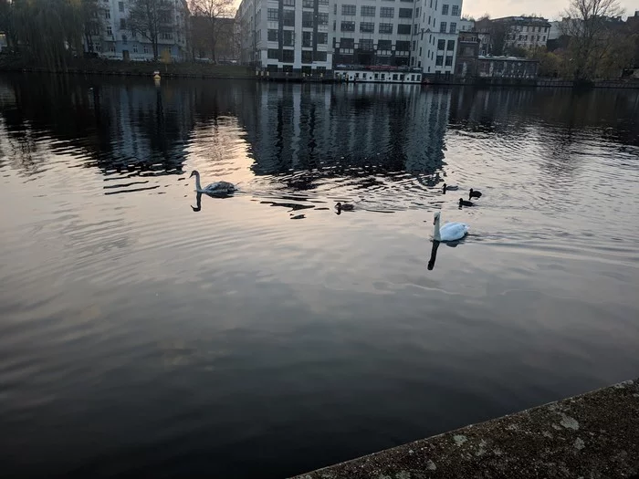 Berlin ducks, and more. - My, Mobile photography, Germany, Berlin, Longpost