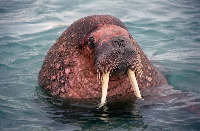 Just a Walrus - Walruses, Sea