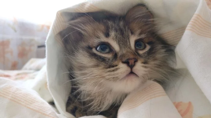 The kitten is in (not) good hands - My, cat, Fraud, Avito, Yekaterinburg, Negative, Longpost, No rating