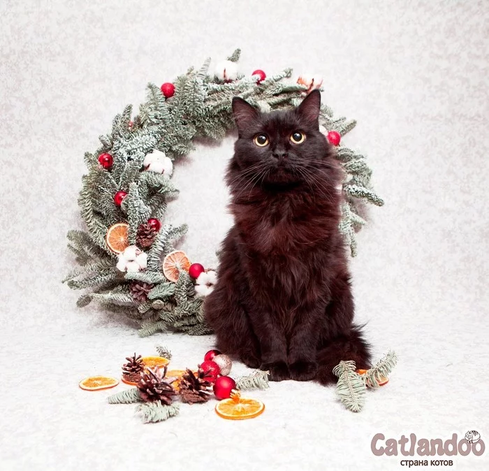 Nochka believes in miracles! - cat, Animal shelter, Moscow, New Year, Looking for a family, In good hands, No rating