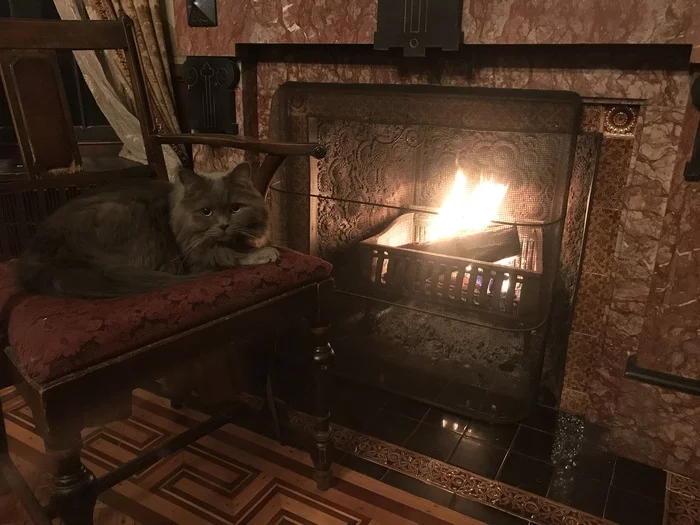 Kote and fireplace - My, Catomafia, cat, Fireplace, Victorian era