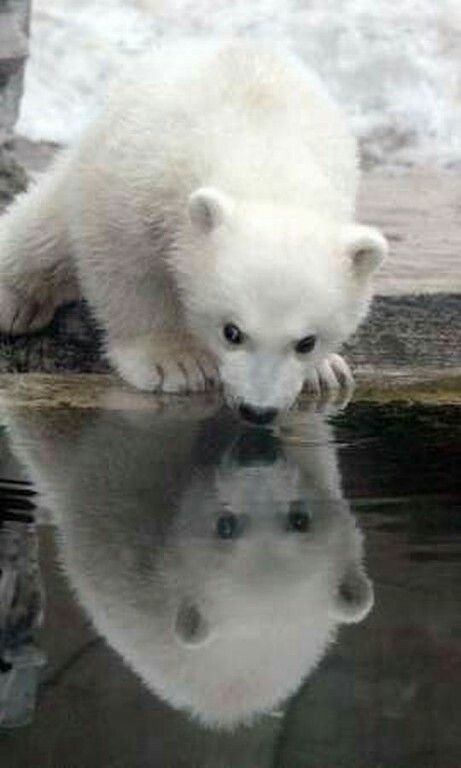 - But, but! I'm already big and very brave! I'm going to the pond alone! - The photo, The Bears, Polar bear, Animals