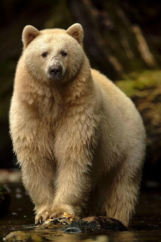 Sad bear - The photo, The Bears, Animals, Wild animals, Kermod bear