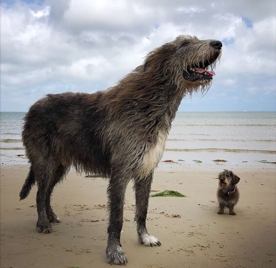 10 photos of Irish greyhounds, the largest dogs in the world - look and smile! - Dog, The size, The photo, Pets, Longpost