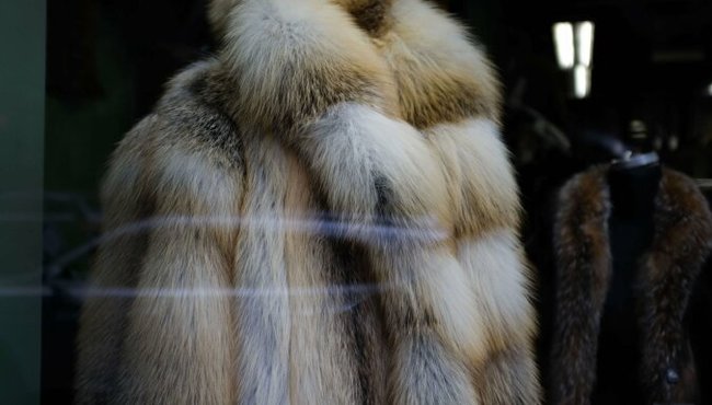 Fur coats are like remnants of a ruthless past. Animal protection picket to be held in Riga - Kindness, Animals, Fur, Fur coat, Cloth, Animal protection, Latvia, Riga