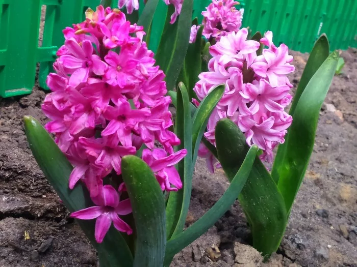 front garden. - My, Summer, Spring, Flowers, Peonies, Irises, Hyacinths, Hydrangeas, Gladiolus, Longpost