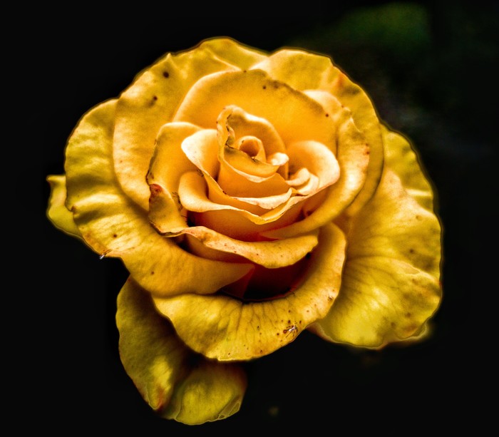 ������ ����