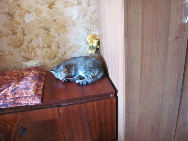 Almost former domestic cats again... Please raise - Kazan, cat, In good hands, Longpost, Find a Home, No rating, Hopelessness