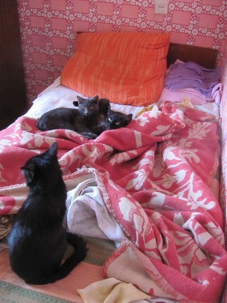 Almost former domestic cats again... Please raise - Kazan, cat, In good hands, Longpost, Find a Home, No rating, Hopelessness