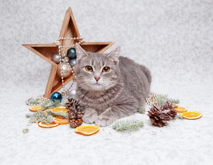 Umka is waiting for her person! - cat, Looking for a family, In good hands, New Year, Animal shelter, No rating, Moscow