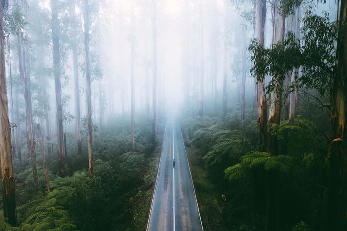 Ancient forest - The photo, Forest, Australia, Road, Fog