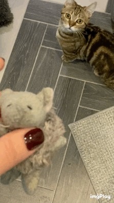 Котопёс Кот, Котомафия, Дрессировка, Манчкин, Гифка