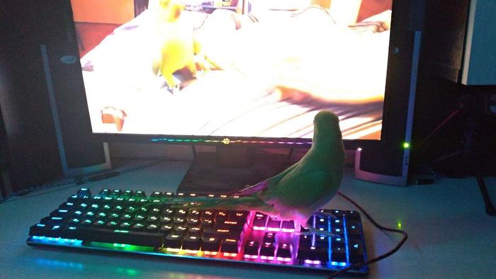 Came to watch the video - My, A parrot, Milota, Ornithology, Pets, Birds