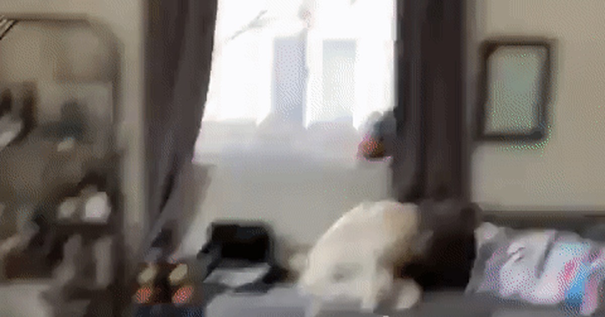 I don't know where your cat is.. - Dog, cat, Domination, GIF