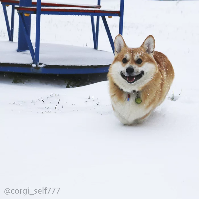 Let's break into the winter days! Good weekend! - My, Corgi, Dog, Positive, Snow, Longpost, Animals