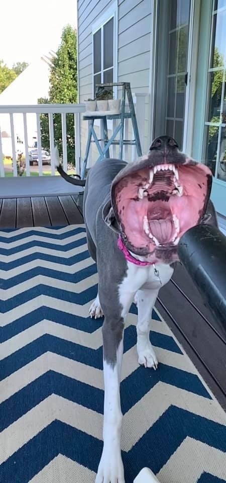 The dog just yawned in the wind and became a horror hero. - Humor, Dogs and people, Photoshop master, Longpost, Dog