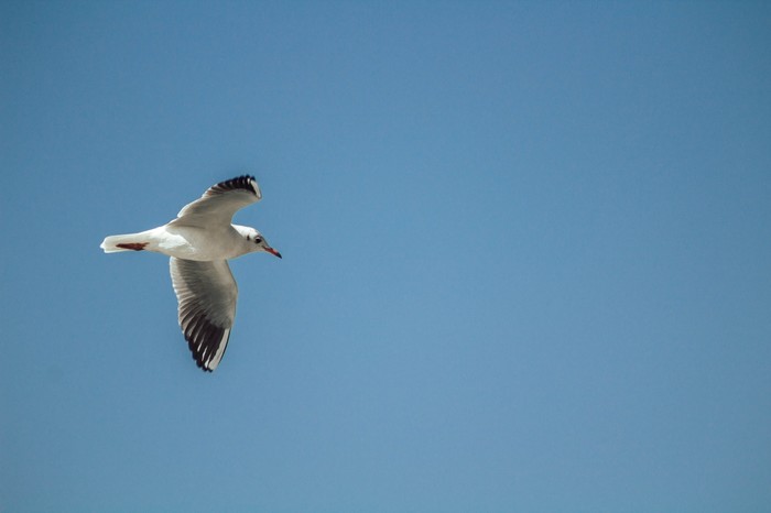 White beauty - My, Seagulls, The photo