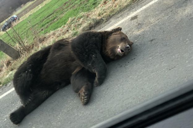 Bears have multiplied in Romania and are attacking people - The Bears, Romania, Population, Problem, Interesting, Attack, People, Negative, Video, Longpost