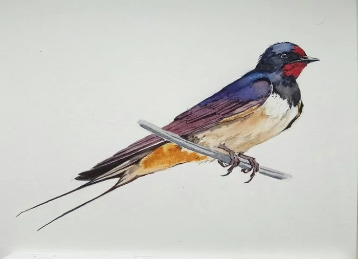 Barn swallow in watercolor - My, Watercolor, Painting, Drawing, Artist, Birds, Martin
