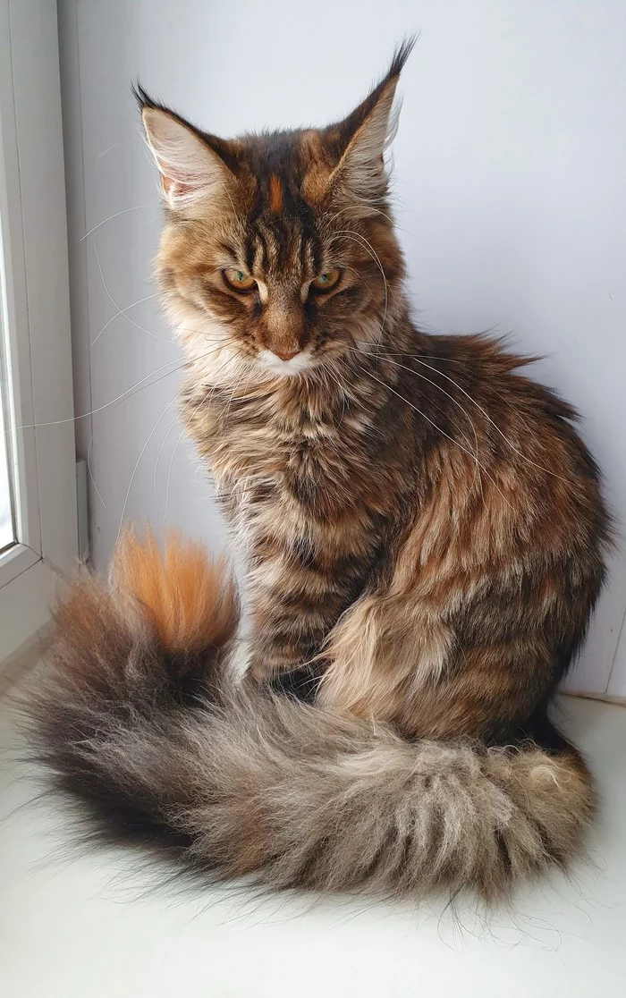 Sight - My, cat, Tricolor cat, Maine Coon