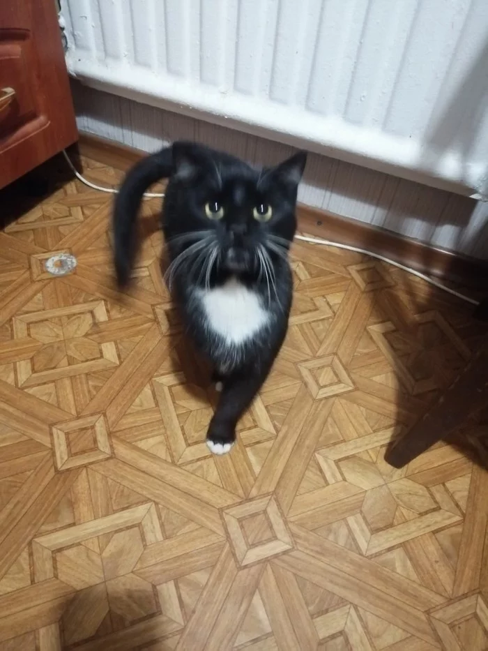 Found a cat. Kirovsky district. St. Petersburg - Saint Petersburg, Help, cat, Found a cat, Prospekt Veteranov, Kirovsky District, No rating, Longpost